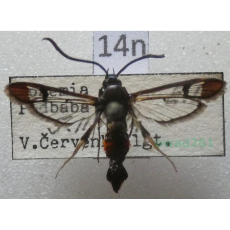 Synanthedon formicaeformis (Esper, 1783) Czech14n